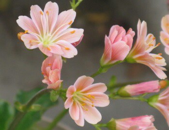 好きなお花は何ですか？