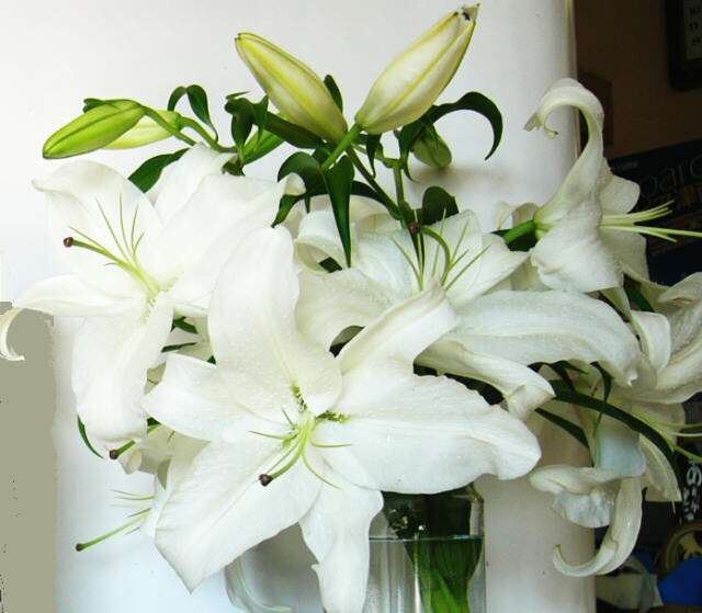 好きなお花は何ですか？