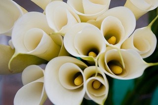 好きなお花は何ですか？