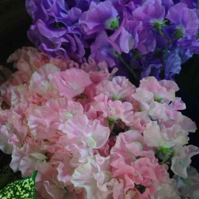 好きなお花は何ですか？