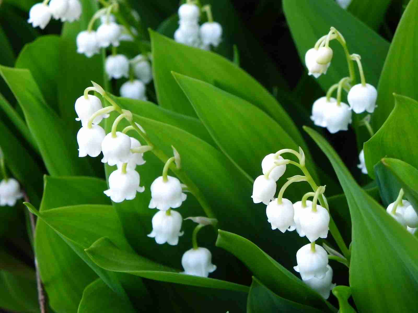 好きなお花は何ですか？