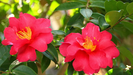 好きなお花は何ですか？