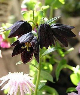 好きなお花は何ですか？