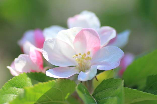 好きなお花は何ですか？