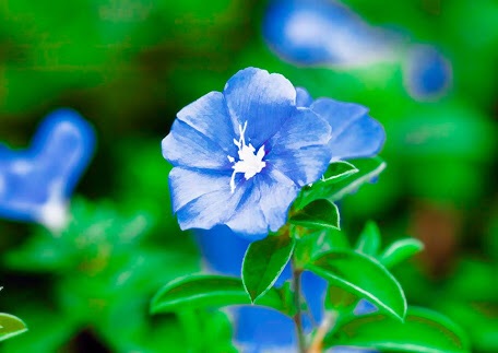 好きなお花は何ですか？