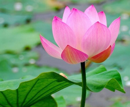 好きなお花は何ですか？