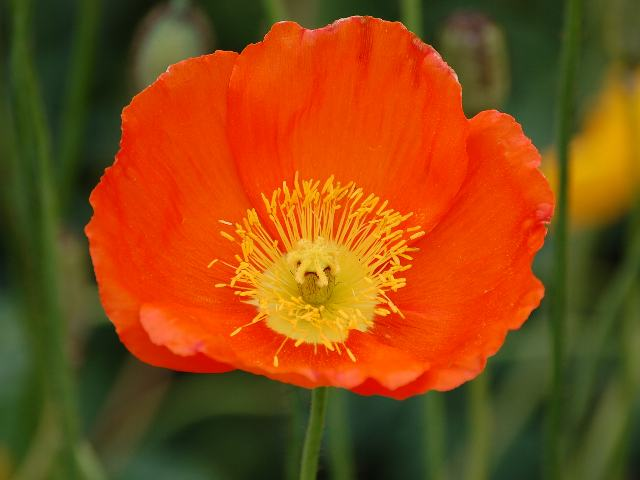 好きなお花は何ですか？