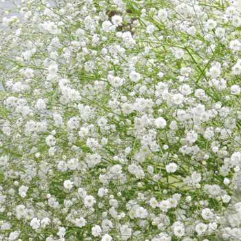 好きなお花は何ですか？