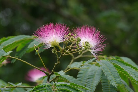 好きなお花は何ですか？