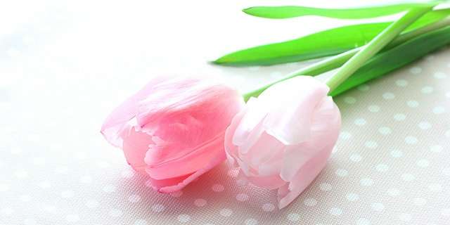 好きなお花は何ですか？