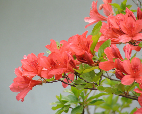 好きなお花は何ですか？