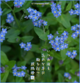好きなお花は何ですか？