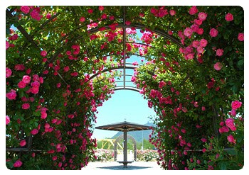 好きなお花は何ですか？