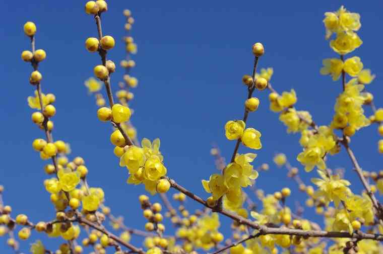 好きなお花は何ですか？