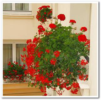 好きなお花は何ですか？