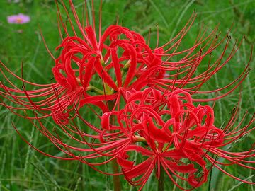 好きなお花は何ですか？
