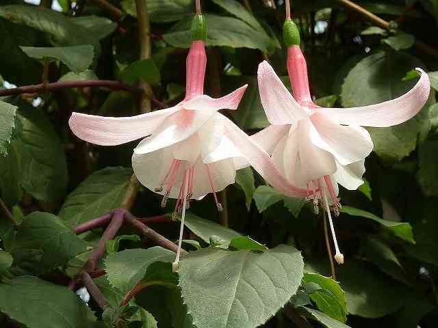 好きなお花は何ですか？