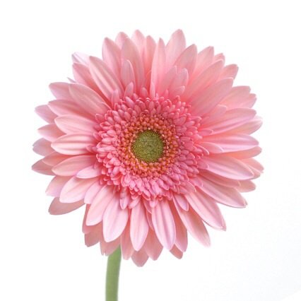 好きなお花は何ですか？