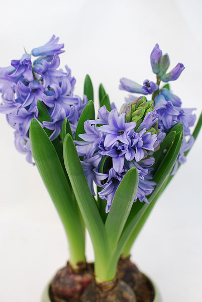 好きなお花は何ですか？
