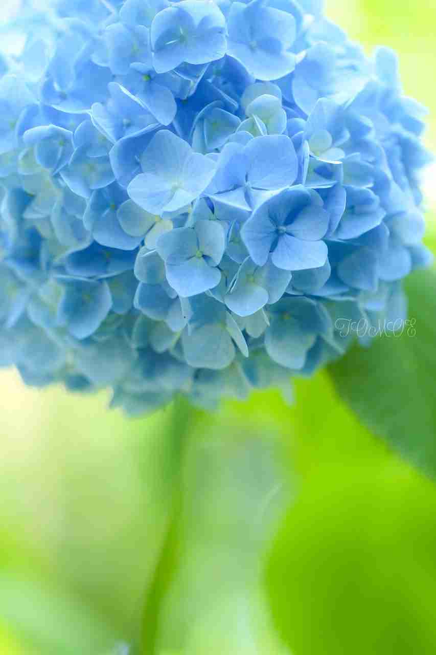 好きなお花は何ですか？