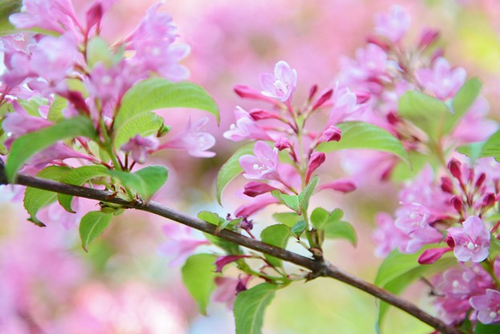 好きなお花は何ですか？