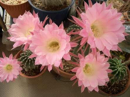 好きなお花は何ですか？