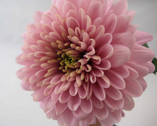 好きなお花は何ですか？