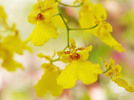 好きなお花は何ですか？