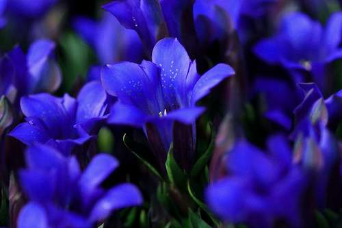 好きなお花は何ですか？