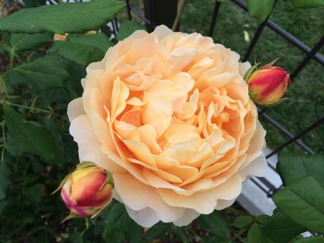 好きなお花は何ですか？