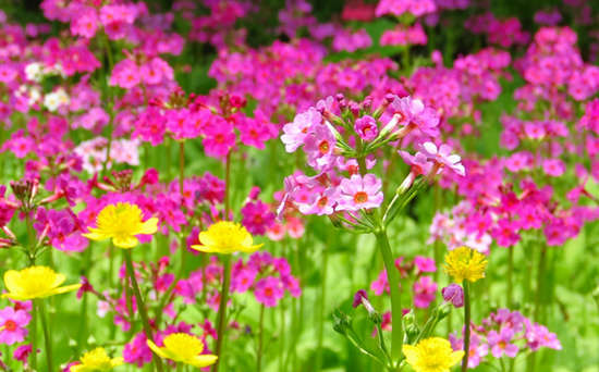 好きなお花は何ですか？