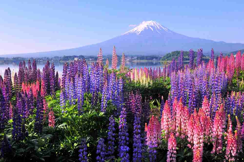 好きなお花は何ですか？