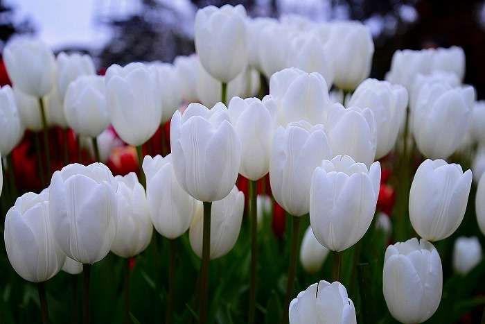 好きなお花は何ですか？