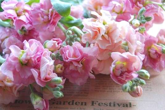 好きなお花は何ですか？