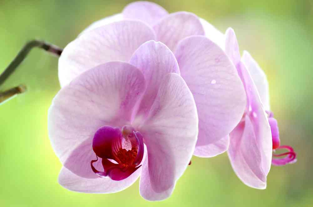 好きなお花は何ですか？