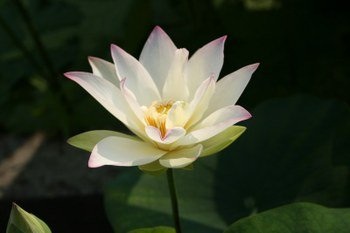 好きなお花は何ですか？