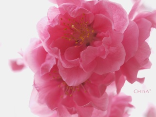 好きなお花は何ですか？