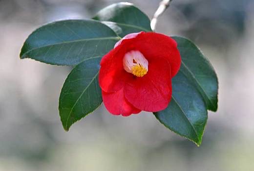 好きなお花は何ですか？