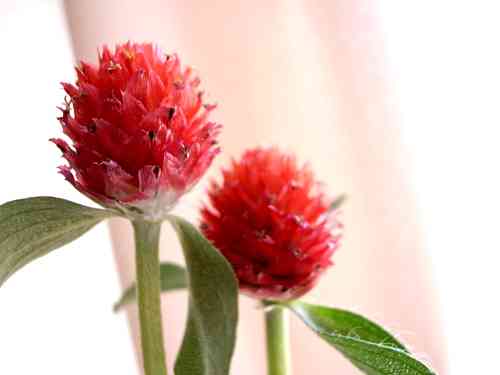 好きなお花は何ですか？
