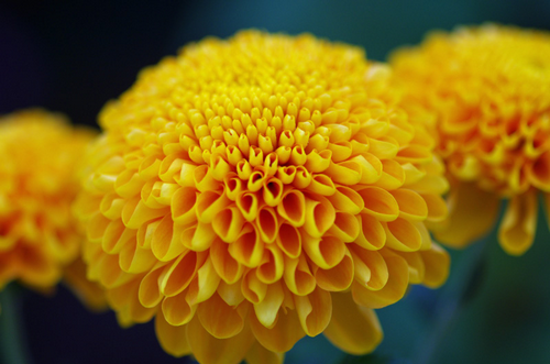 好きなお花は何ですか？