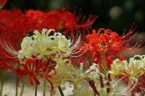 好きなお花は何ですか？