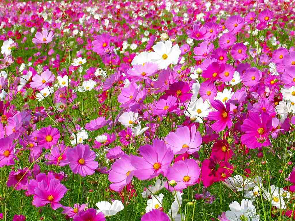 好きなお花は何ですか？