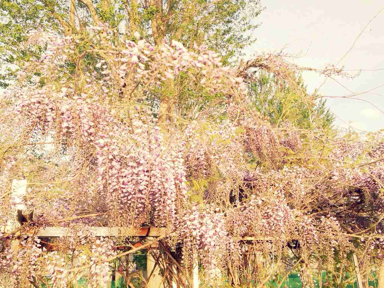 好きなお花は何ですか？