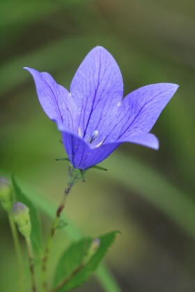 好きなお花は何ですか？