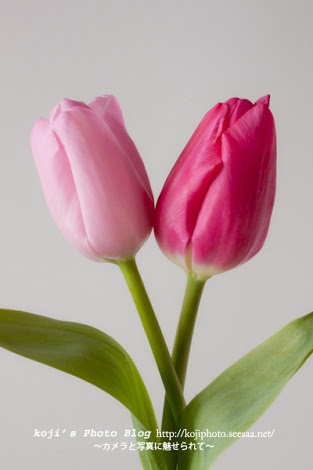好きなお花は何ですか？