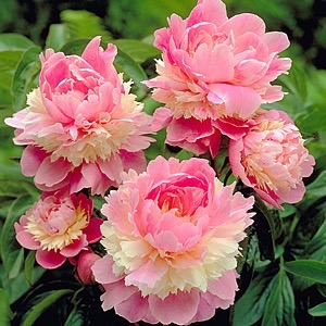 好きなお花は何ですか？