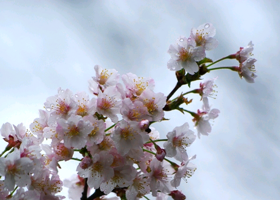 好きなお花は何ですか？