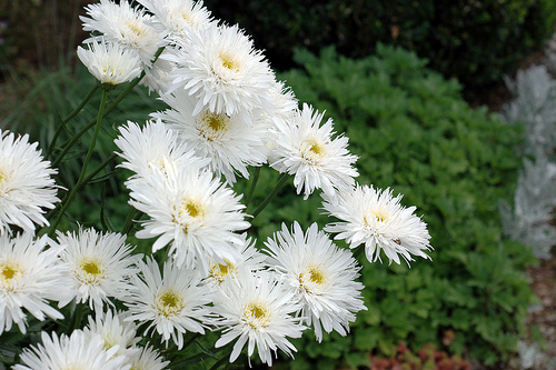 好きなお花は何ですか？
