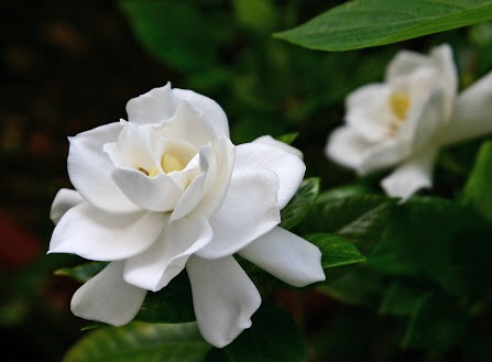 好きなお花は何ですか？