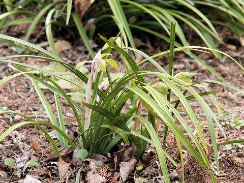 好きなお花は何ですか？